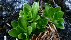 Epilobium matthewsii
