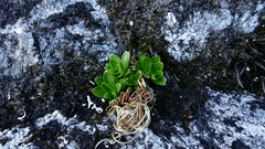 Epilobium matthewsii