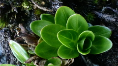 Epilobium matthewsii