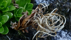 Epilobium matthewsii