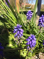 Muscari