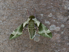 Callambulyx tatarinovii