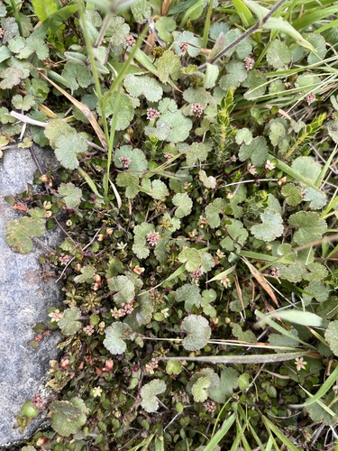 Hydrocotyle novae-zeelandiae, photograph 6