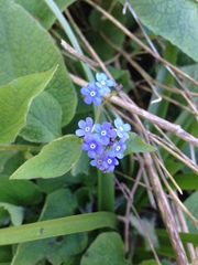 Brunnera