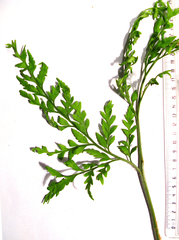Asplenium adiantum-nigrum