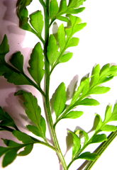 Asplenium adiantum-nigrum