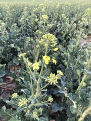 Brassica napus napus