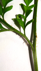 Asplenium adiantum-nigrum