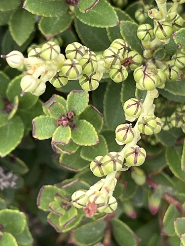 Gaultheria crassa, photograph 4