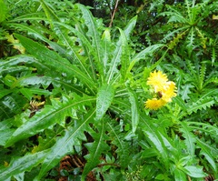 Sonchus congestus
