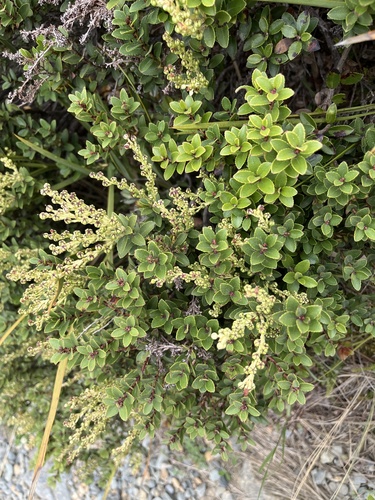 Gaultheria crassa, photograph 3