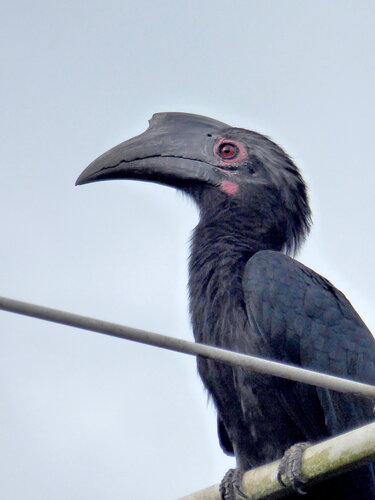 Black Hornbill