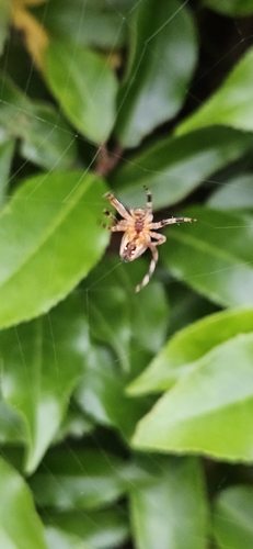 Cross Orbweaver