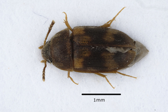 Litargus balteatus