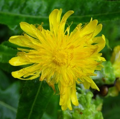 Sonchus congestus