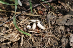 Brephulopsis