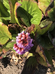 Bergenia