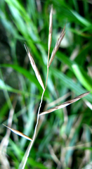 Brachypodium flexum