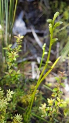Microtis oligantha