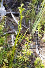 Microtis oligantha