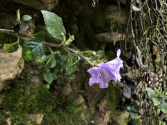 Strobilanthes rankanensis
