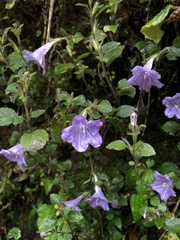 Strobilanthes rankanensis