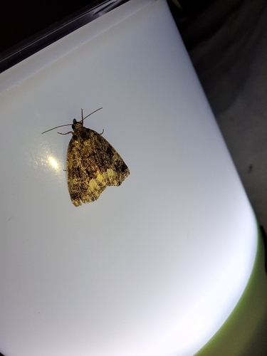 Marbled White-spot