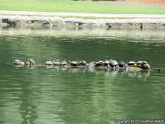 Trachemys scripta elegans