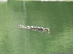 Trachemys scripta elegans