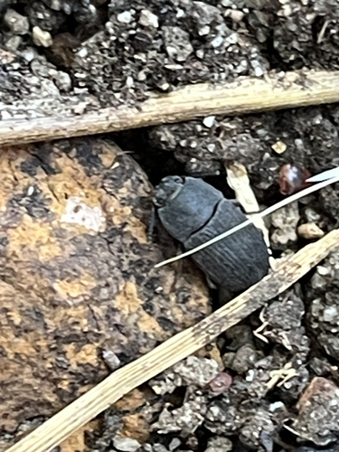Blapstinus fortis