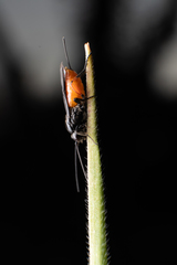 Atanycolus