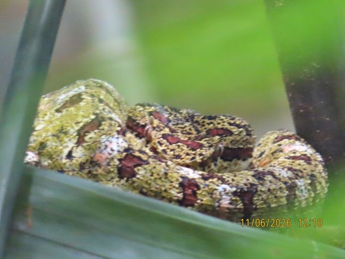 Central American Eyelash-Viper