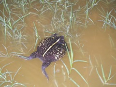 Rhinophrynus dorsalis