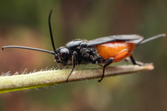 Atanycolus