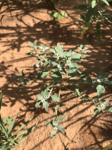 Mealy Goosefoot