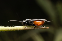 Atanycolus