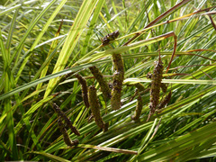Carex lessoniana