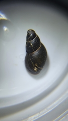 Stagnicola palustris