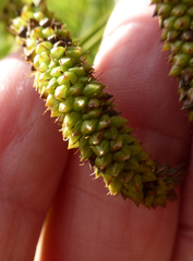Carex lessoniana