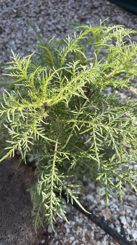 slimleaf bursage