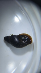 Stagnicola palustris