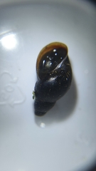 Stagnicola palustris