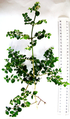Canthium ciliatum