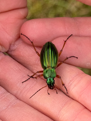 Golden Ground Beetle