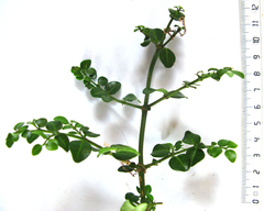 Canthium ciliatum