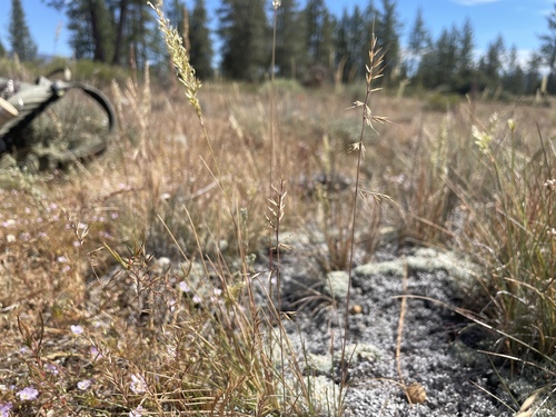 Festuca microstachys observed 2026-06-06