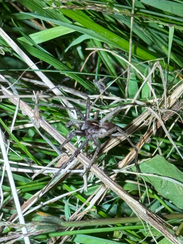 European Nursery Web spider