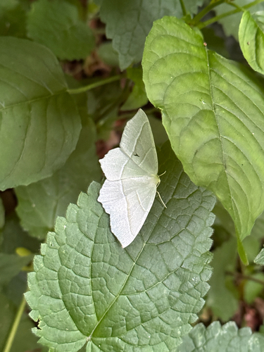 Light Emerald