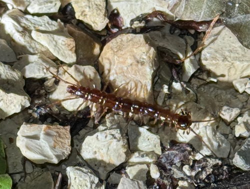 Brown Centipede