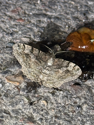 Mottled Beauty